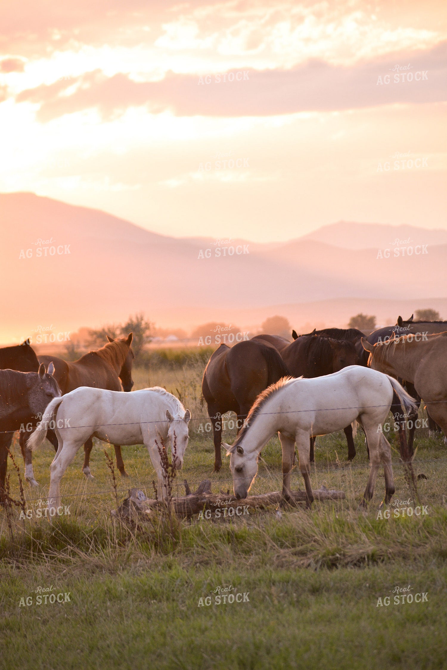 Horses 263015