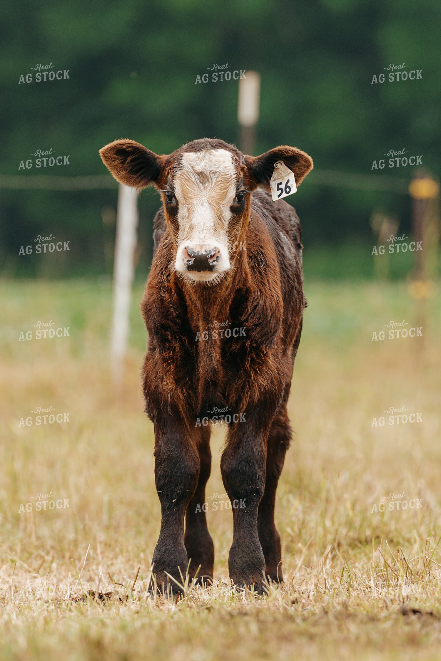 Black Baldy Calf on Pasture 68173