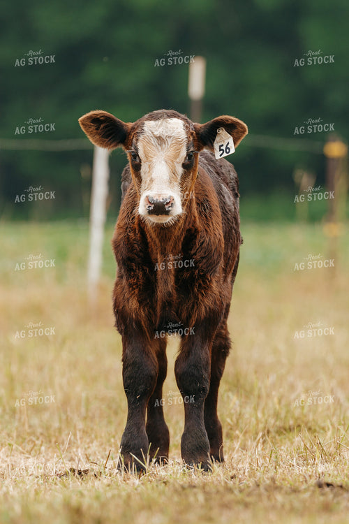 Black Baldy Calf on Pasture 68173
