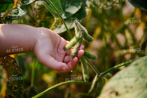 Farm Kid Checking Soybean Pods 137099