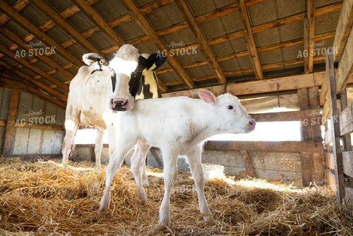 Holstein Cow Calf Pair 270522