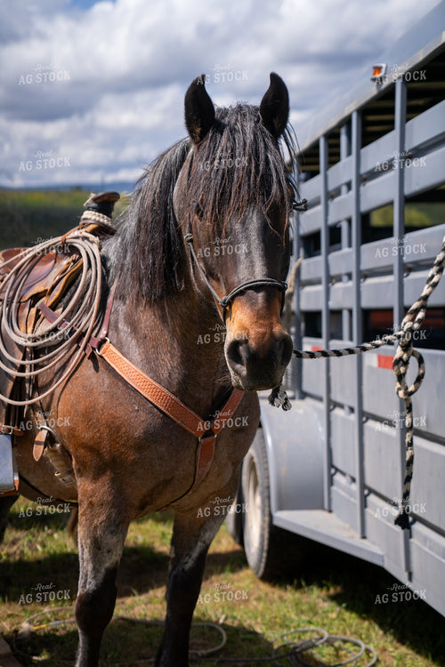 Saddled Brown Horse Standing Near Trailer Under Cloudy Sky 65227