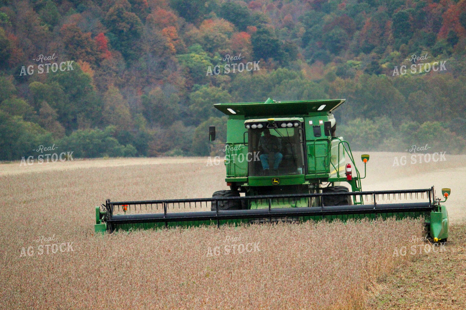 Harvesting Soybeans 52080