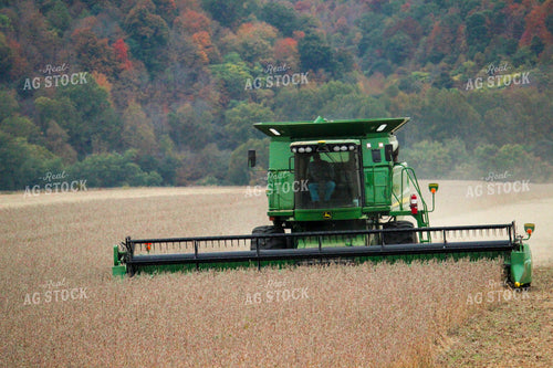 Harvesting Soybeans 52080
