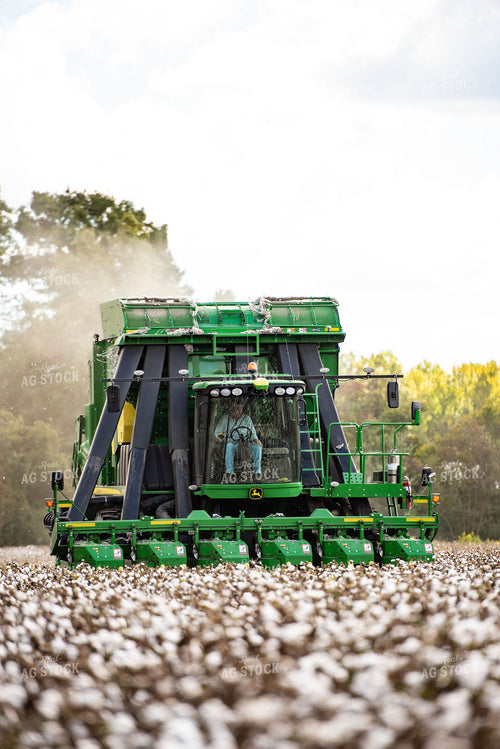 Cotton Harvest 136129