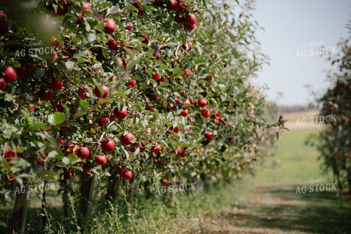 Gala Apples 137085