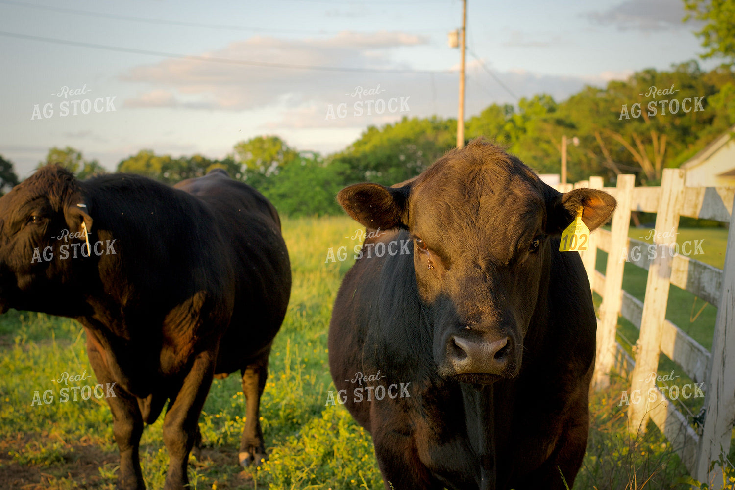 Angus Bulls on Pasture 251146