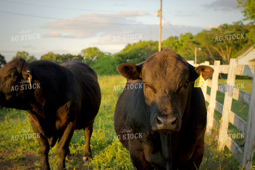 Angus Bulls on Pasture 251146