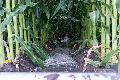 Furrow Irrigated Corn Field 65421