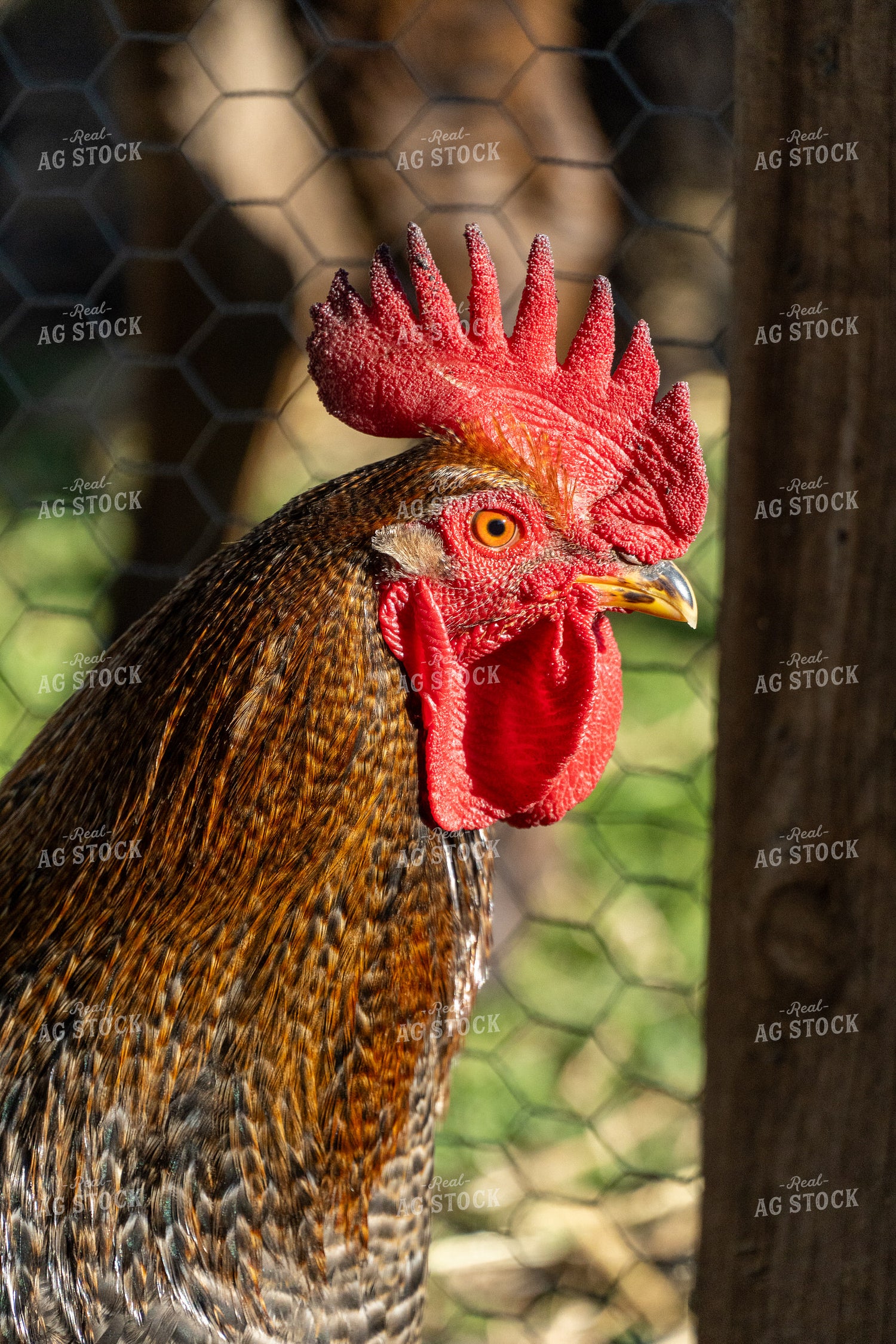 Rooster Close Up 65621