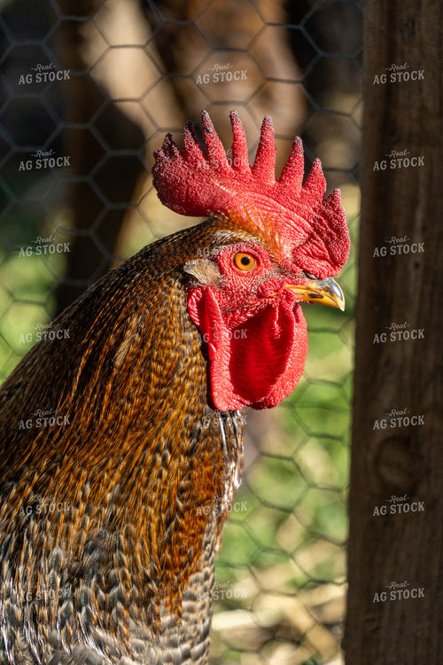 Rooster Close Up 65621