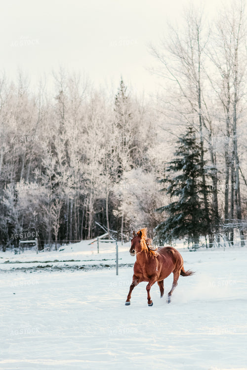 Horse Running in Snow 64207