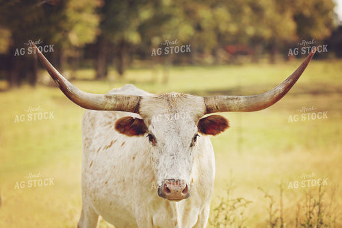 Cow in Pasture 127008