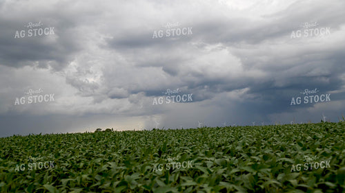 Storm Over a Soybean Field 25315