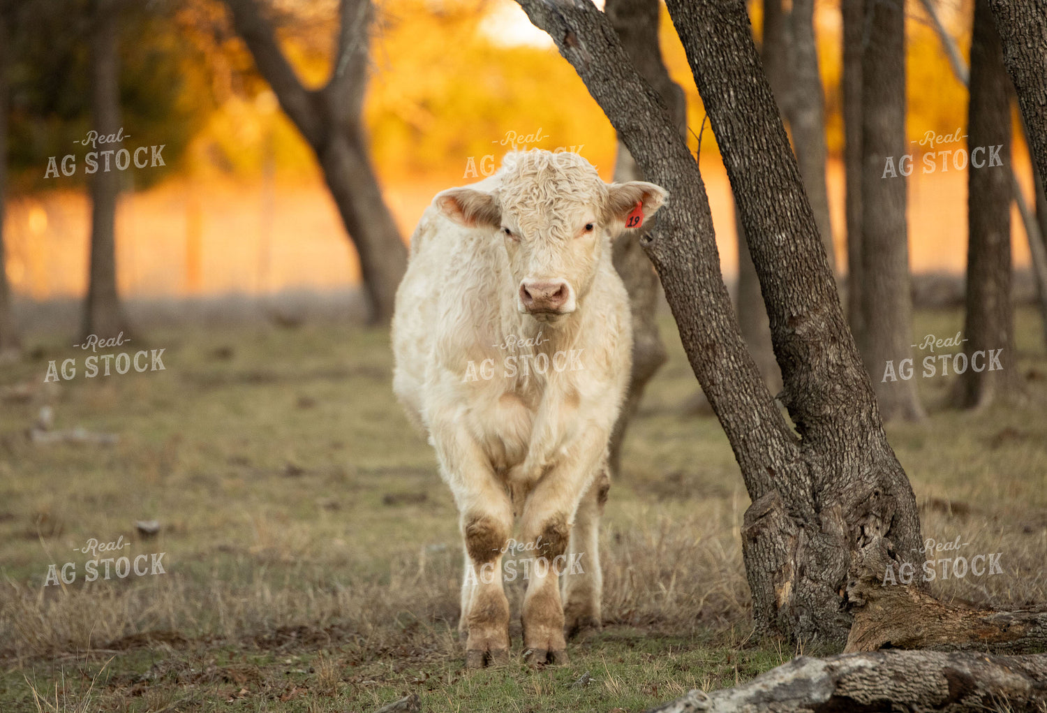Charolais Cattle on Pasture 288019