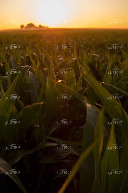 Corn - Mid-Season 1208