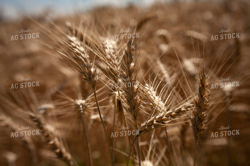 Wheat 2157