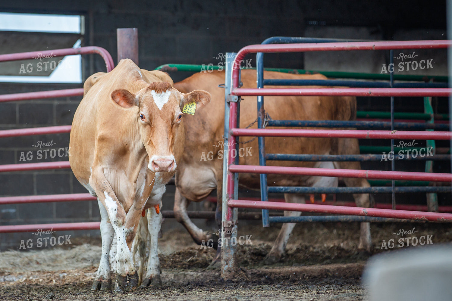 Guernsey Dairy Cows 270574