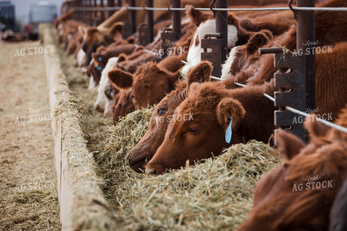 Cattle Eating Out of Trough 97073