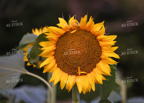Sunflowers 160198