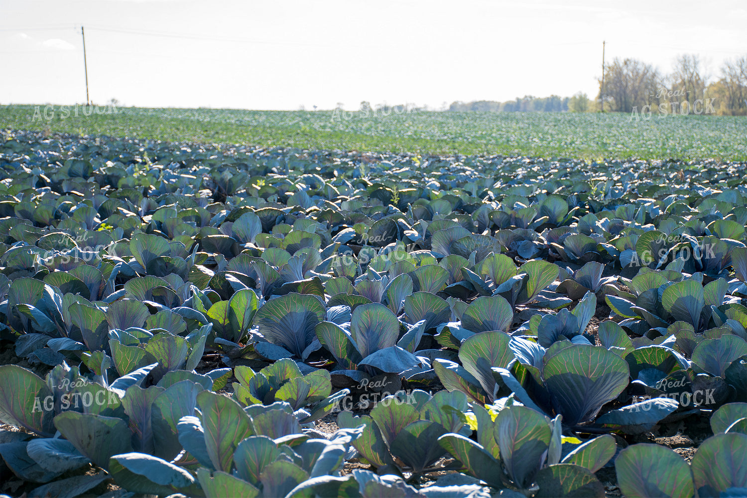 Cabbage Field 50171