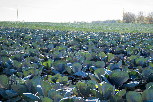 Cabbage Field 50171