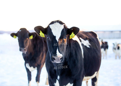 Holstein Cattle in Pasture 55171