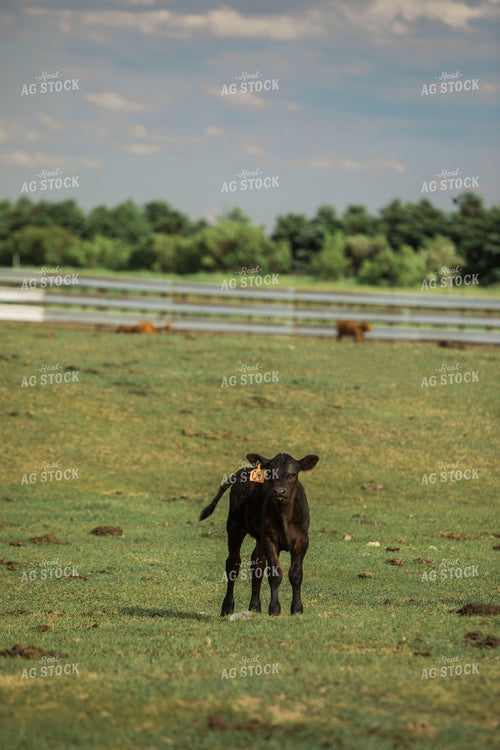 Feedyard 2989
