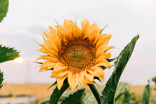Sunflower 61025