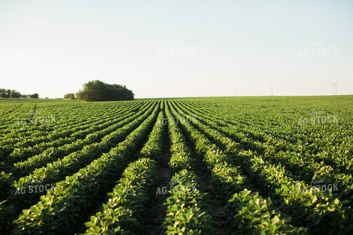Soybean Field at Sunset 6268