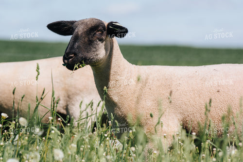 Sheep in Pasture 68074