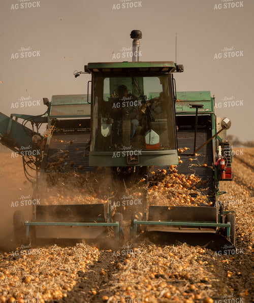 Onion Harvest 185179