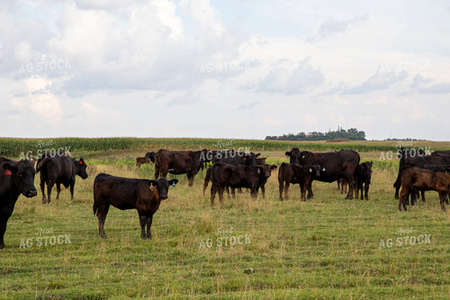 Cattle on Pasture 67475