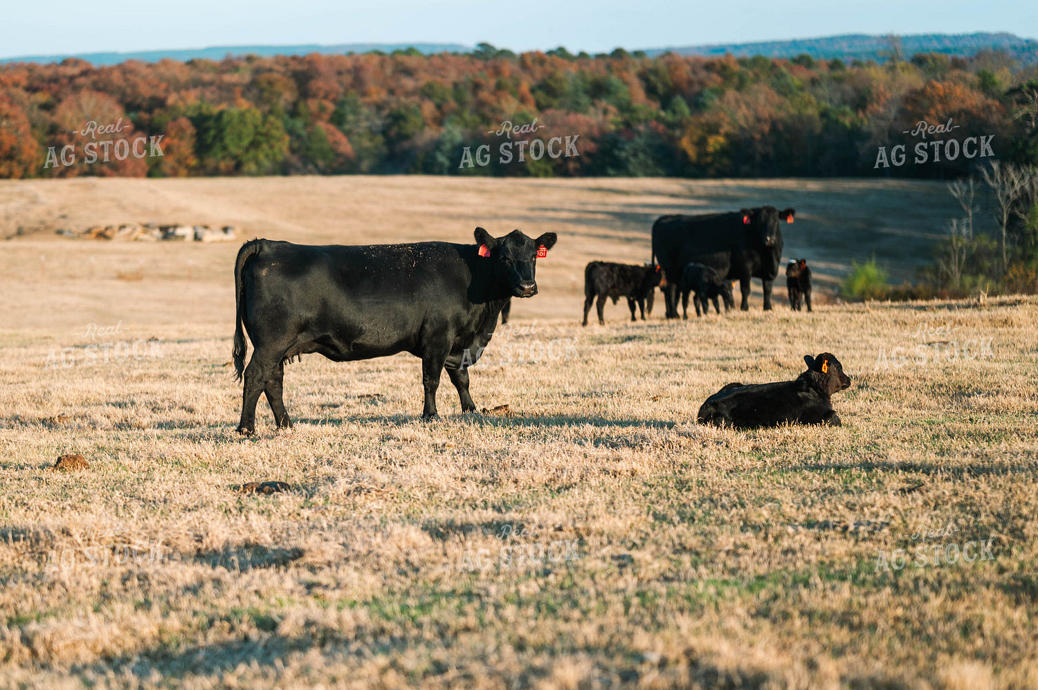 Cow Calf Pairs in Pasture 125231