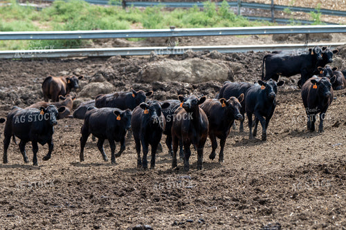 Cattle Feedlot 193128