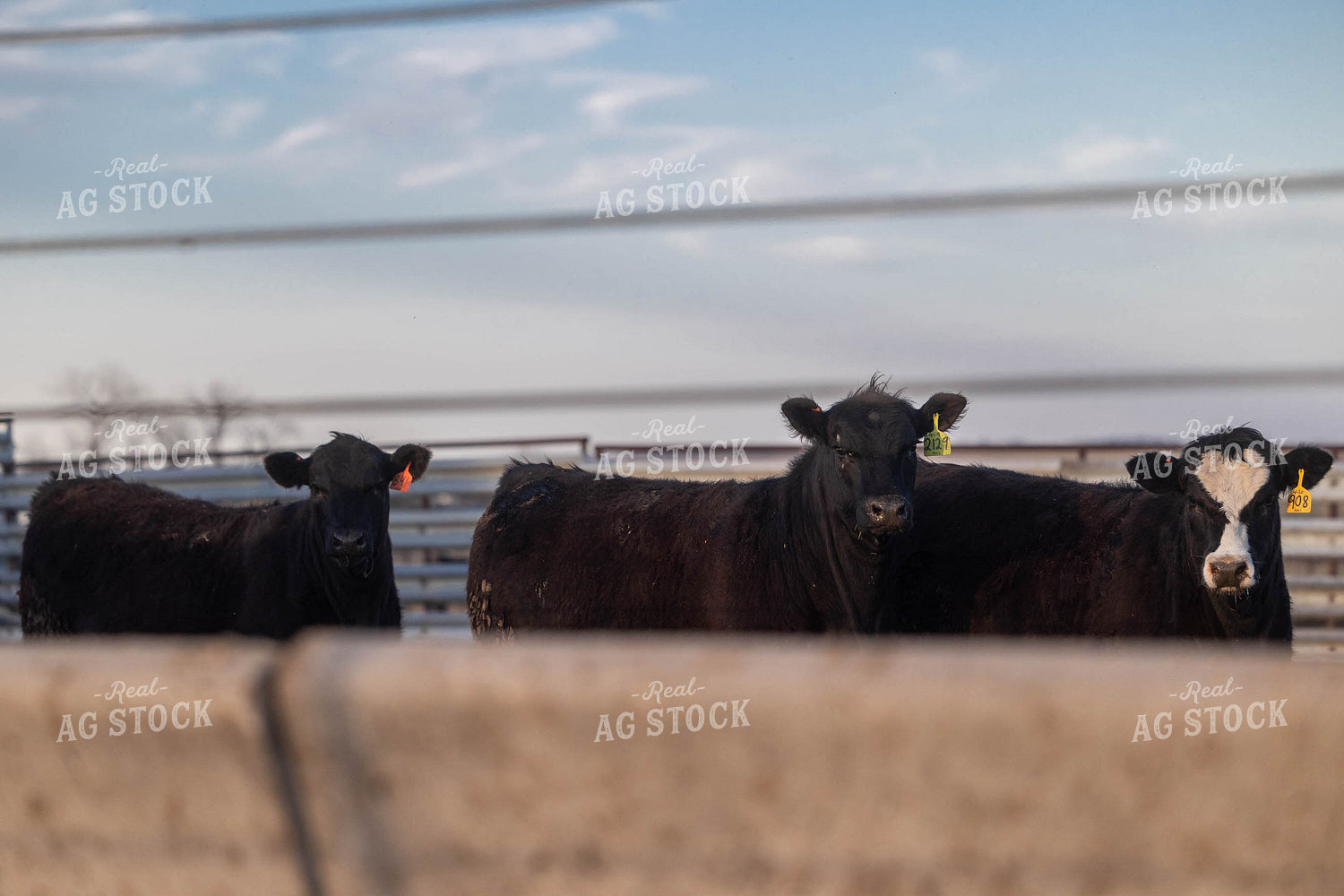Cattle on Feedlot 72144