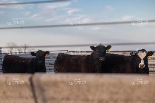 Cattle on Feedlot 72144