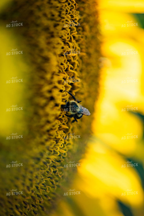 Bee on Sunflower 136079