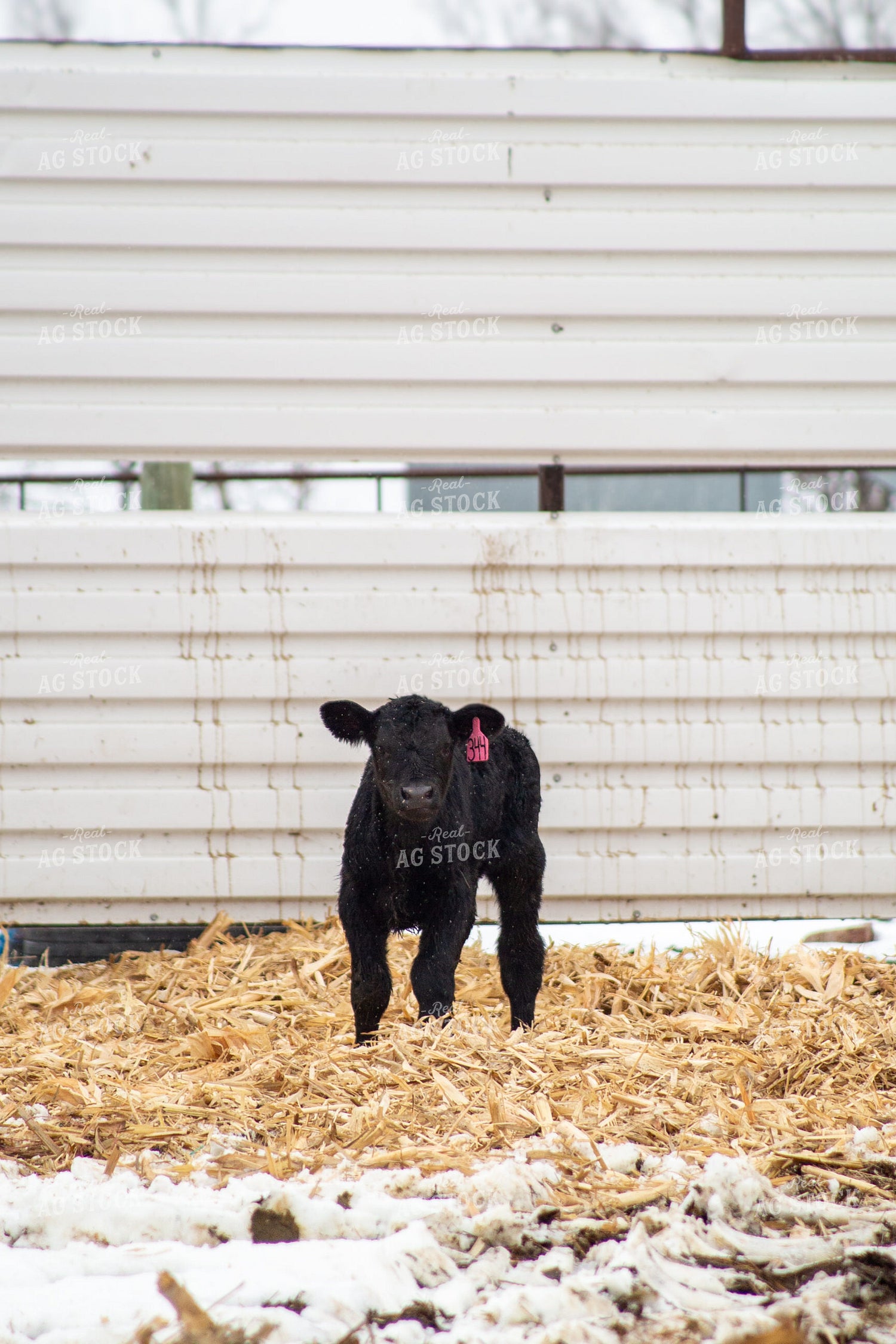 Calf 155488