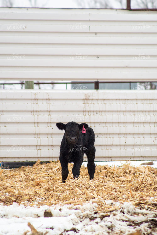Calf 155488