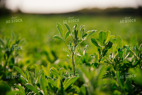 Alfalfa 137061