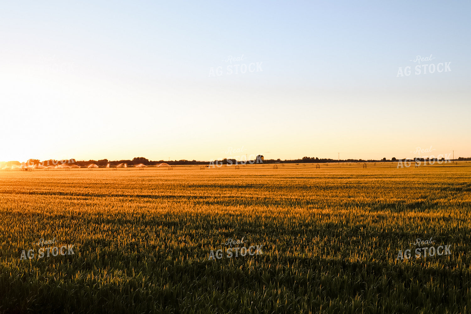 Irrigated Field of Hay 83016