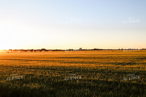 Irrigated Field of Hay 83016