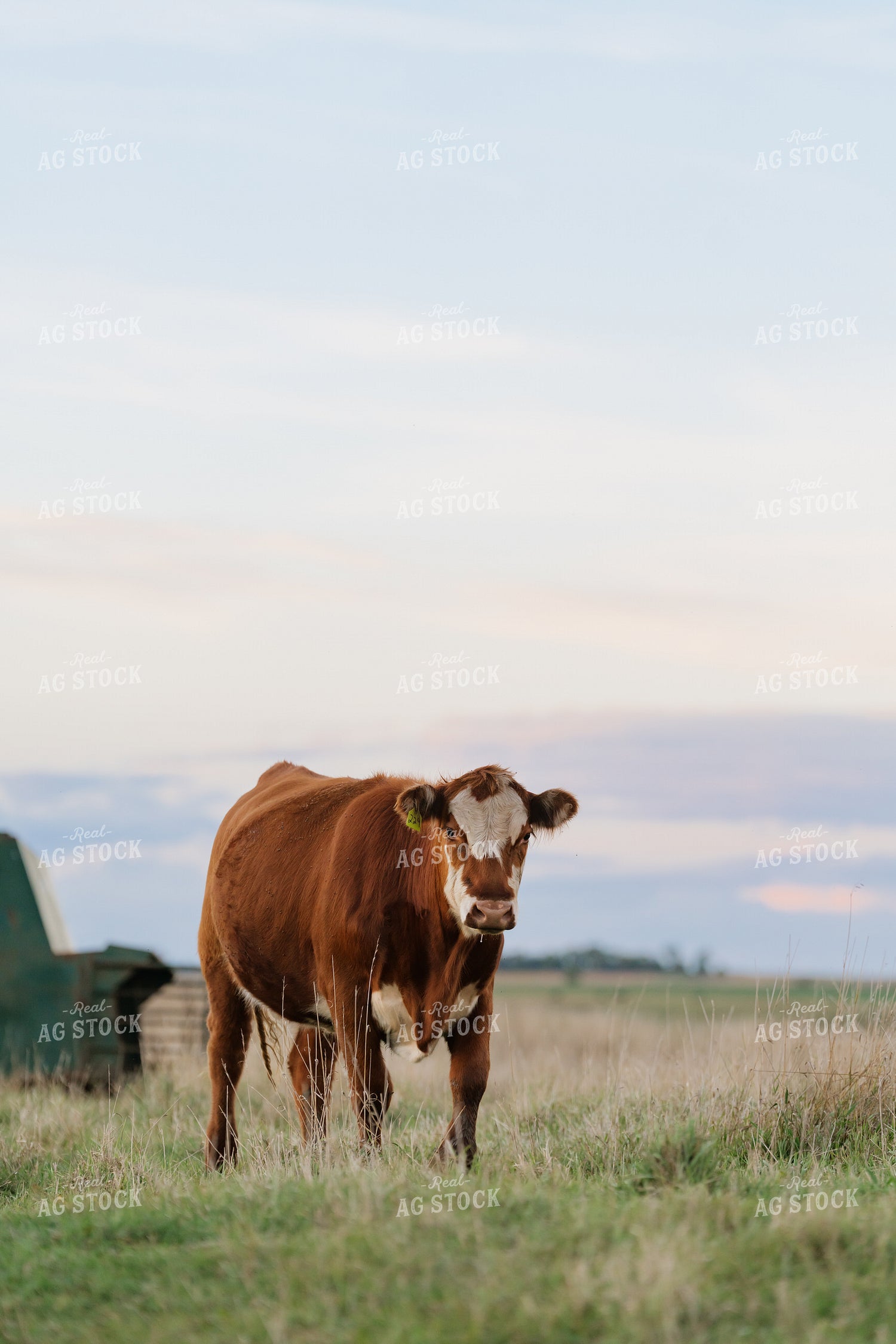 Cattle on Pasture 68337
