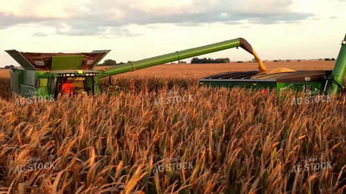 Corn Harvest 287035