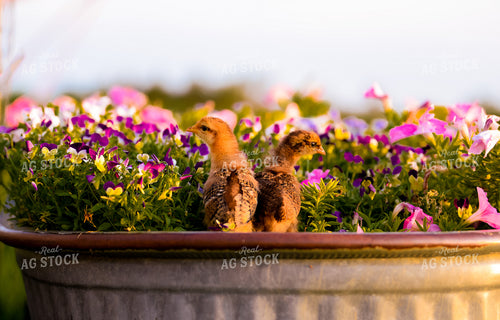 Chicks in Flowers 299183