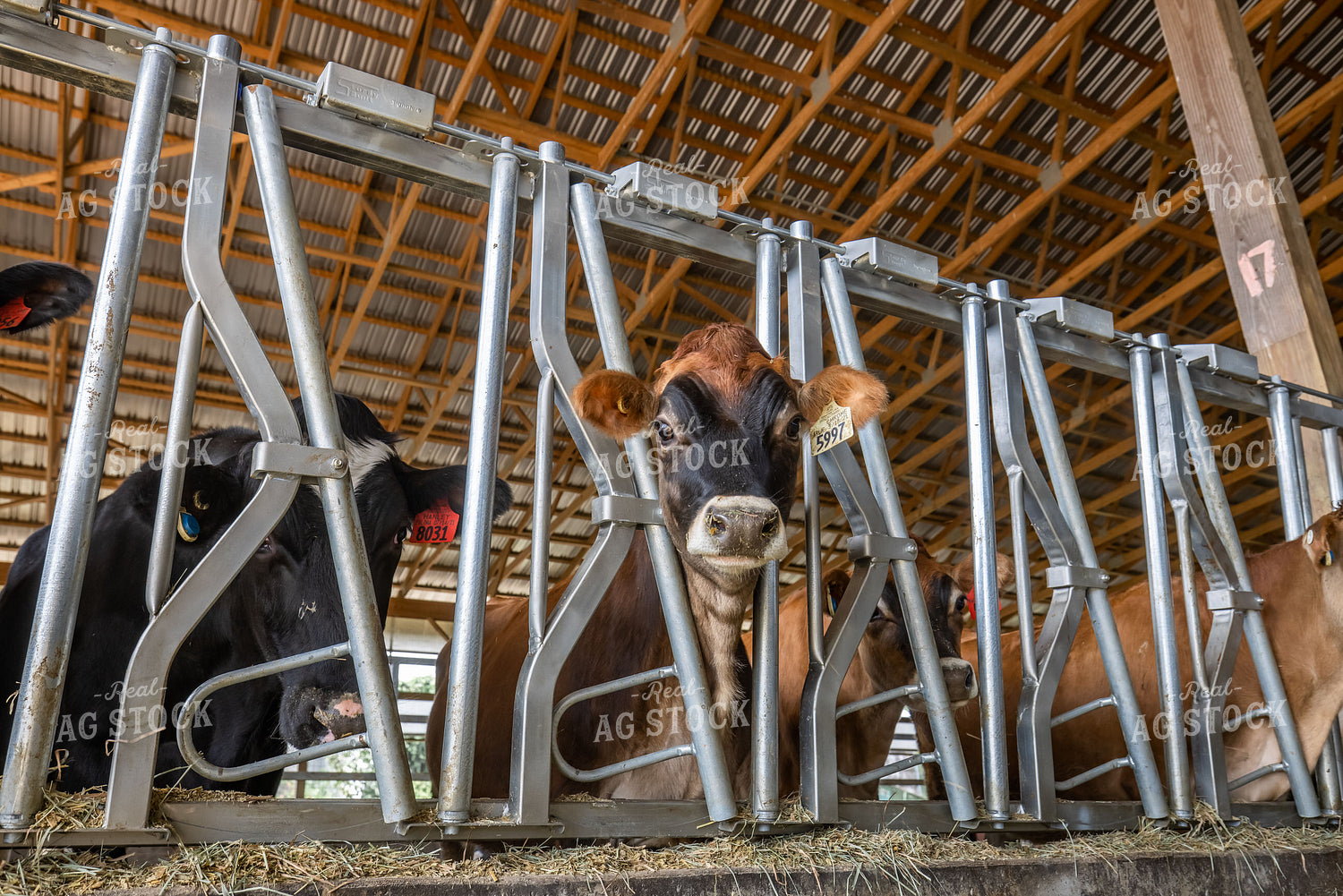 Dairy Cattle Eating in Freestall Barn 270150