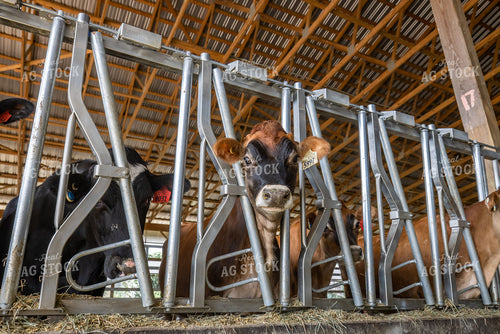 Dairy Cattle Eating in Freestall Barn 270150
