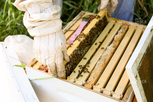 Harvesting Honey 161010