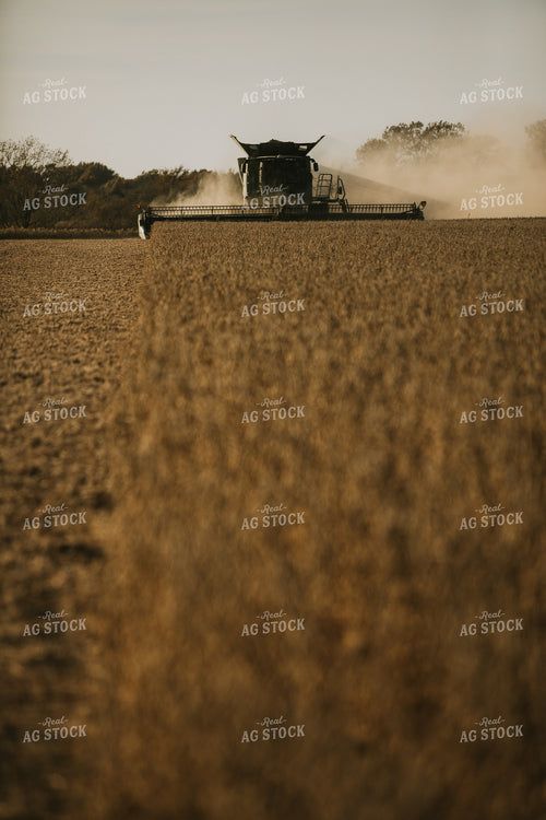 Soybean Harvest 7196
